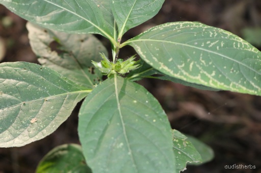 Ruellia strepens leaf7.jpg